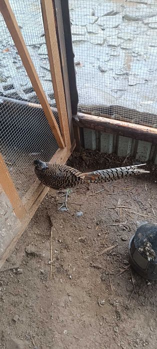 Bażanty diamentowe pary