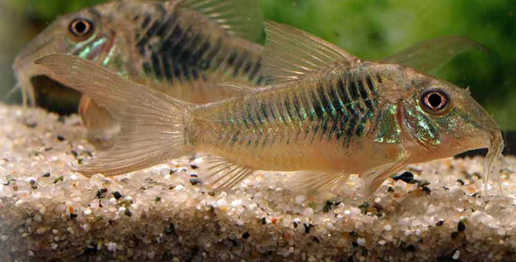 Kirysek zielony - Corydoras septentrionalis - Kirys - dowóz, wysyłka