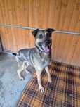 Owczarkowaty Grafit szuka domu piękny i dostojny adopcja tymczas