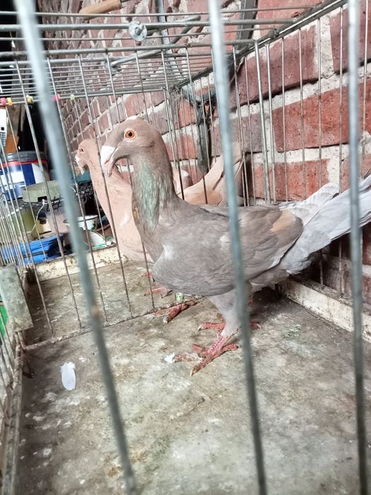 Gołębie rzeszowski rzeszowskie