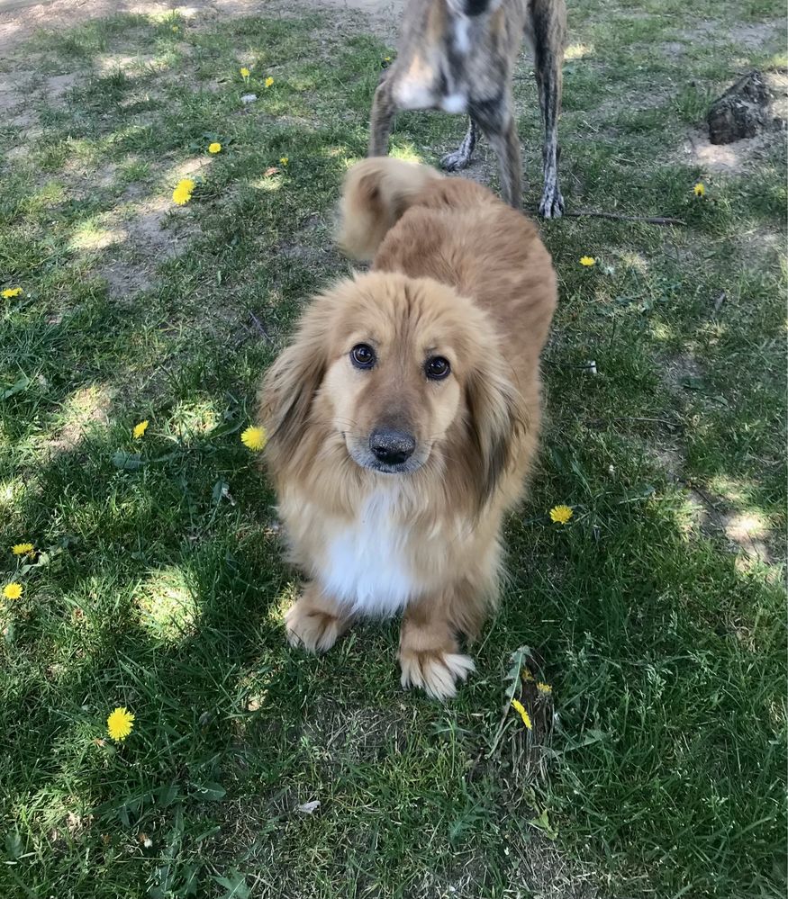 Dubler - chodząca maskotka do adopcji :)