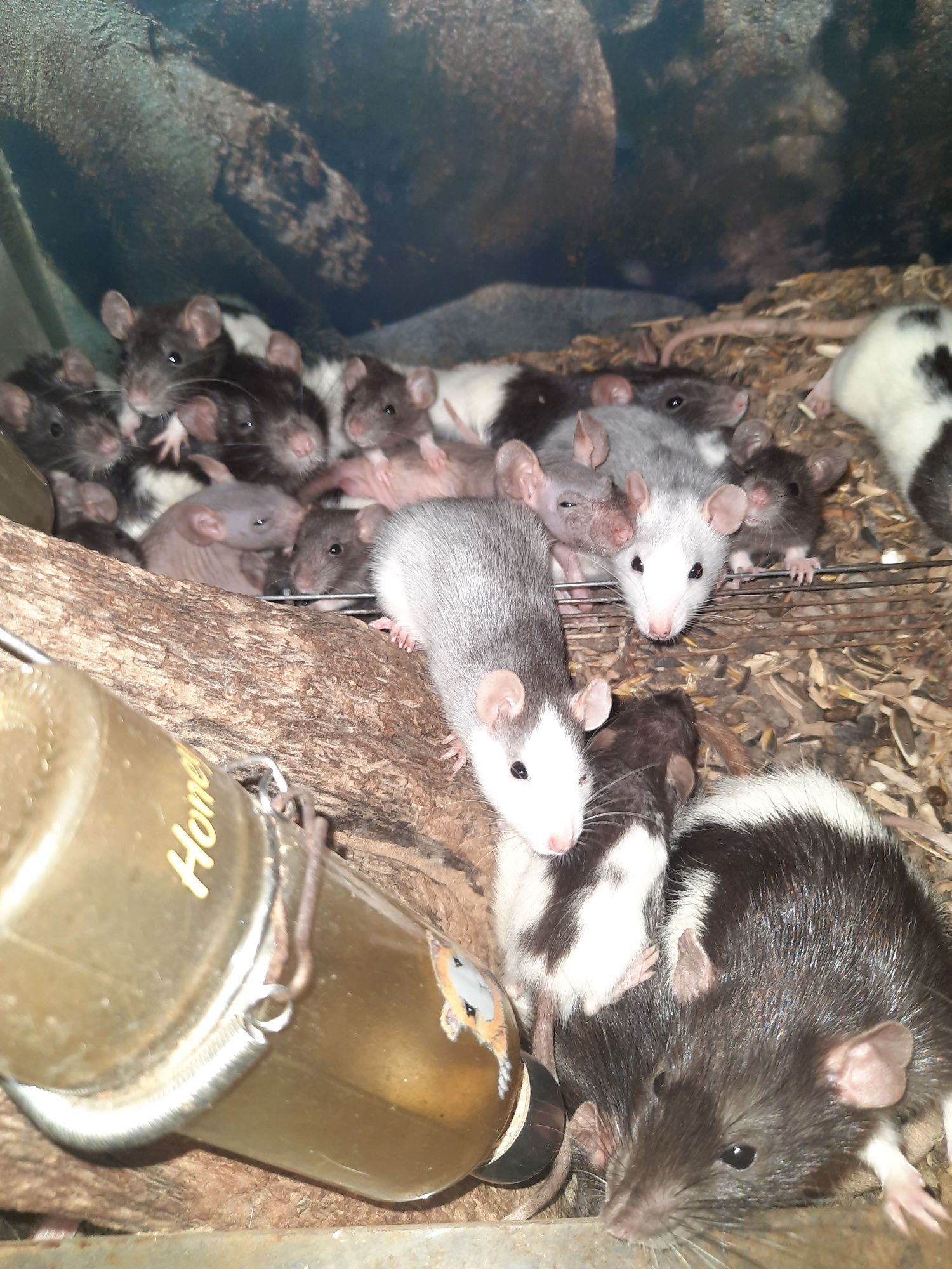 Продам домашние крысы