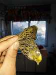 Cedo canarios vermelhos e lizards, aves de 2023 e 2024