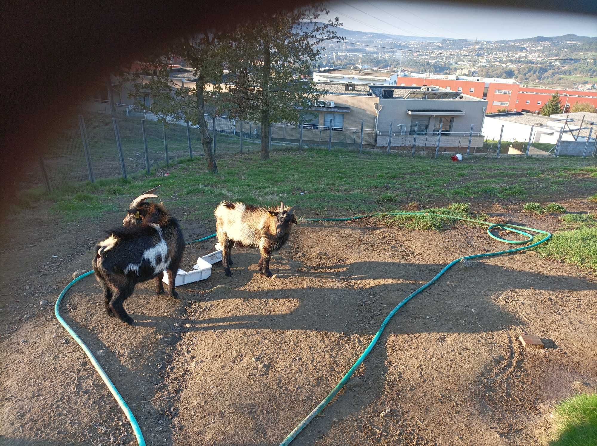 Cabras anãs macho