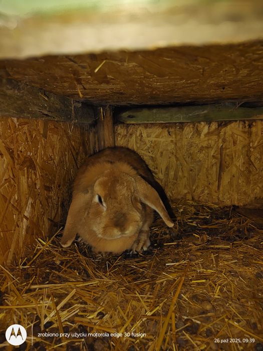 Baran francuski i miniaturka