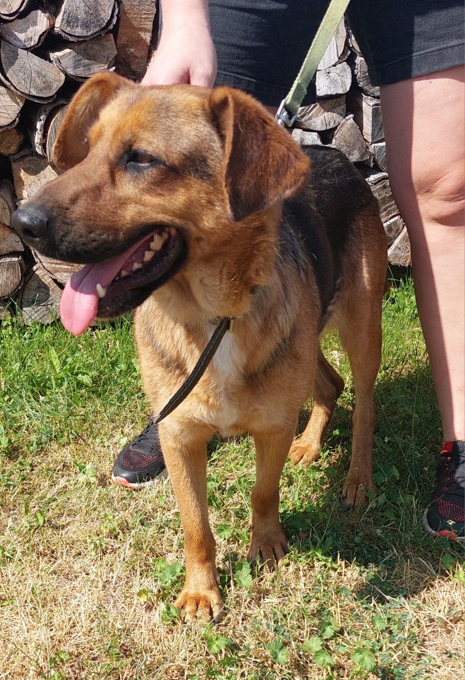 Hexa sunia do adopcji