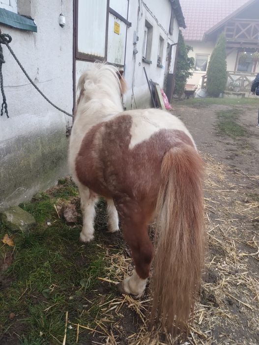 Kucyk ogierek srokaty