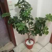 Planta artificial