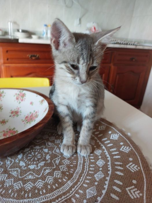 Gatinhos bebês com esterilização gratuita para adoção