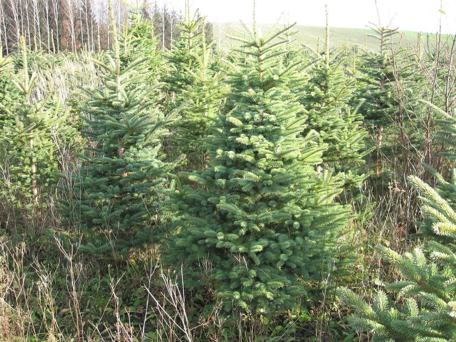 sprzedam choinki świerka