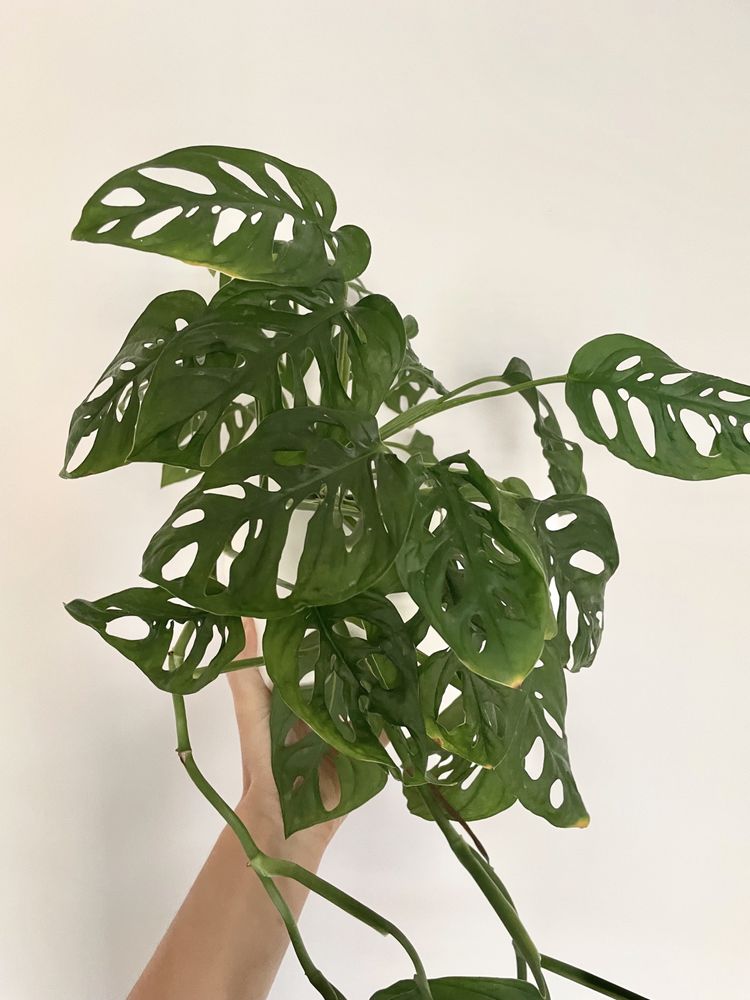 Conjunto plantas de interior