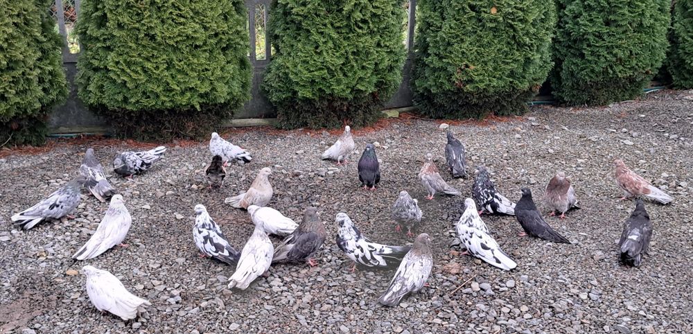 Gołebie szariki orliki mikolajewskie nikolajewskie kolorowe