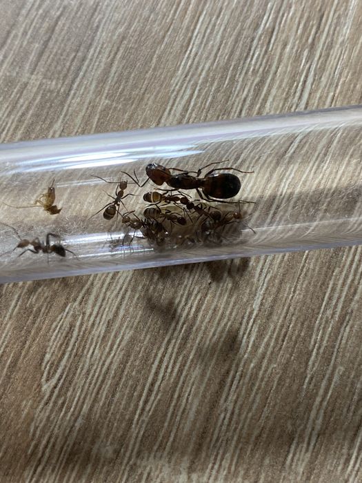 Camponotus nicobarensis q+10w