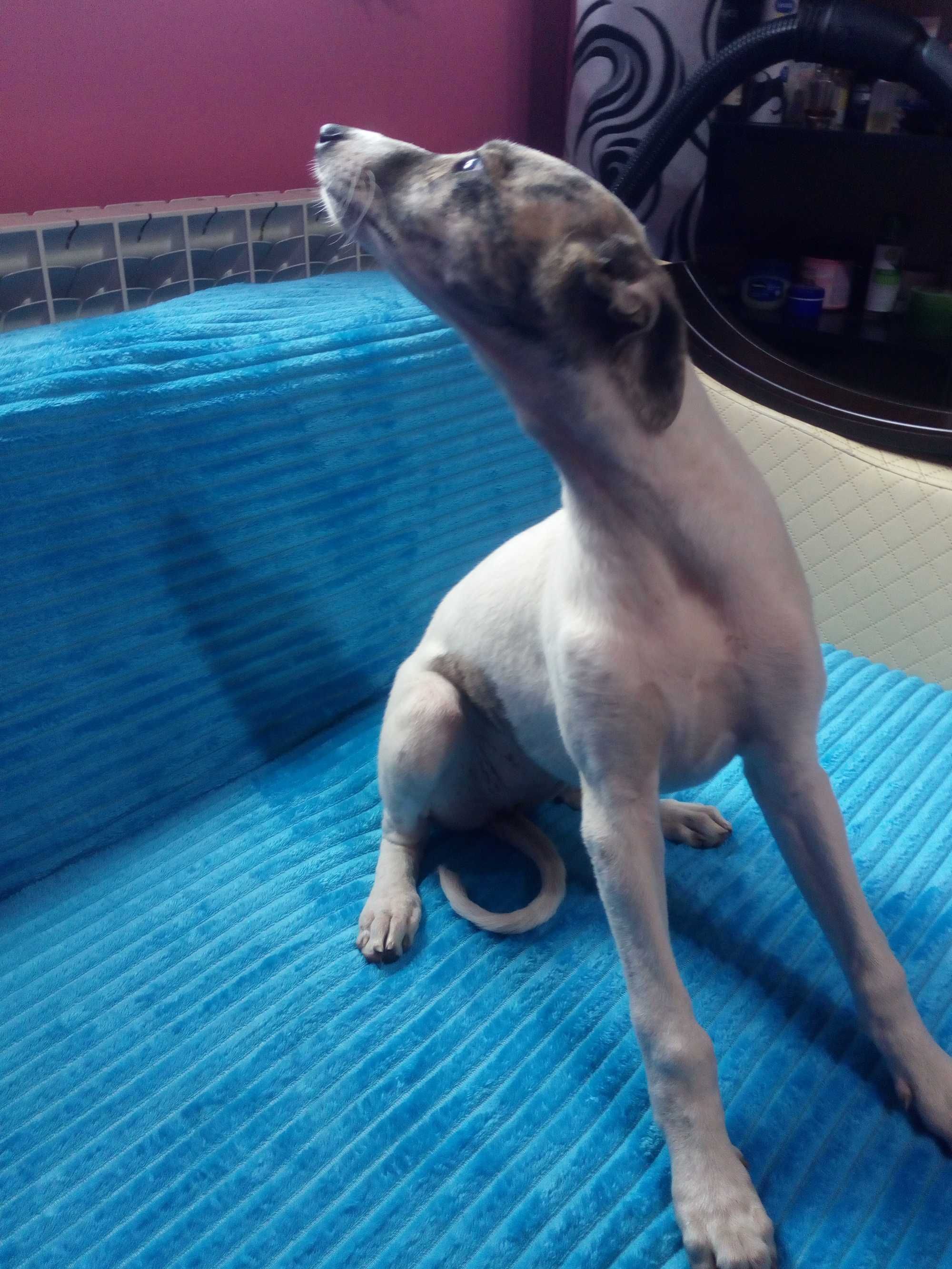 Chart Angielski Whippet.  suczka