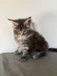 Maine Coon kocurek
