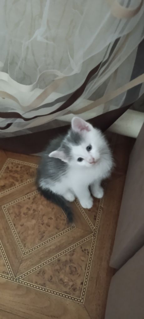 Отдам а хорошие руки котят