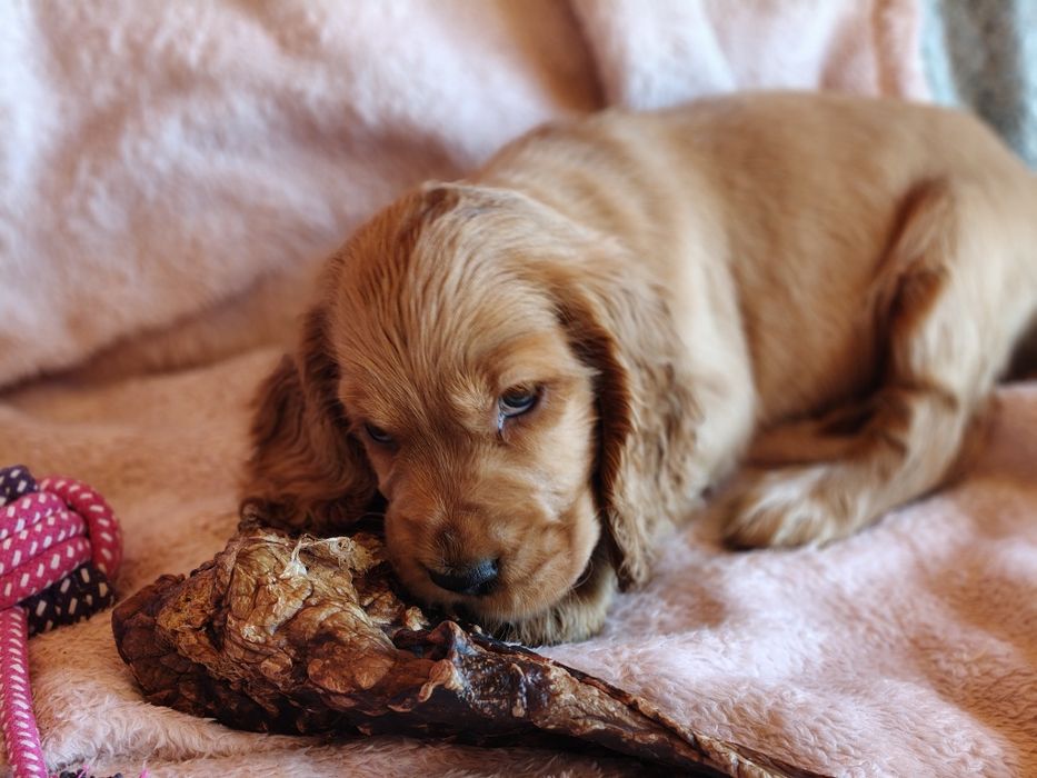 Piesek Cocker spaniel, badania genetyczne