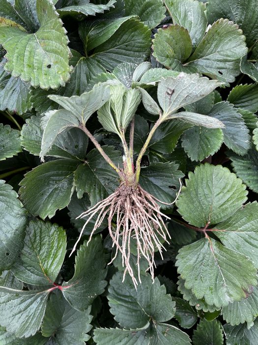 Sadzonki truskawek z prywatnej plantacji. Dwie odmiany