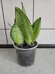 Sansevieria doniczka