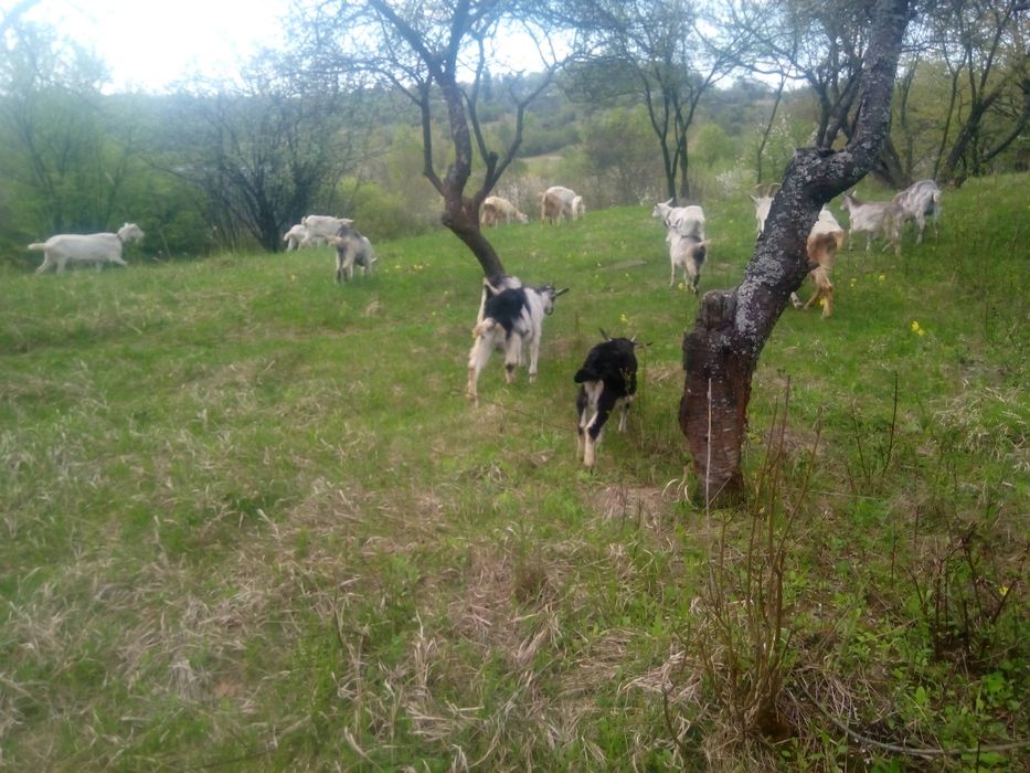 Продам козы (не дорого)