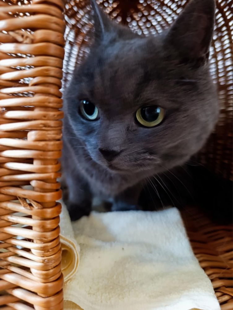 Kotka rosyjska niebieska do adopcji