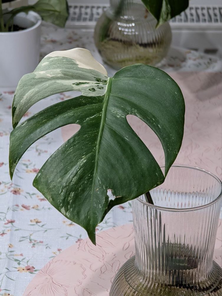Monstera Alba Variegated