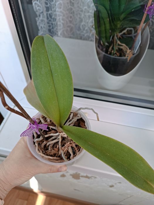 Орхідея метелик Little gim stripes