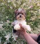 Biewer Yorkshire Terrier cudowny maleńki piesek gen Golddust, Biro