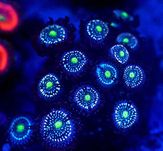 Zoanthid blue lagoon - zoa - Zoanthus - Koralowce -akwarium morskie
