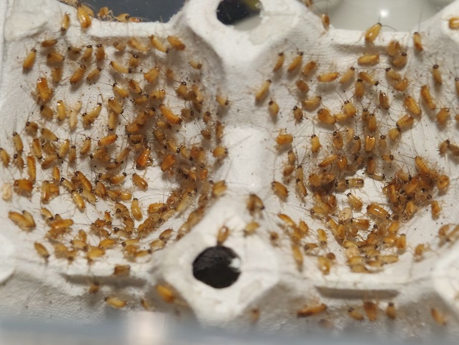 Karaczan turecki. Karmówka. Każdy rozmiar.