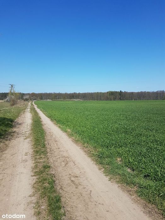 Oddam w dzierżawę 7 ha gruntów rolnych