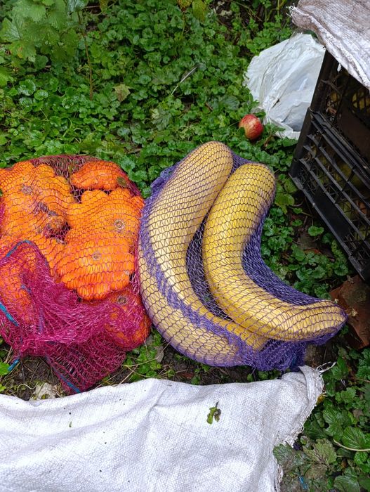 Безкоштовно насіння різне