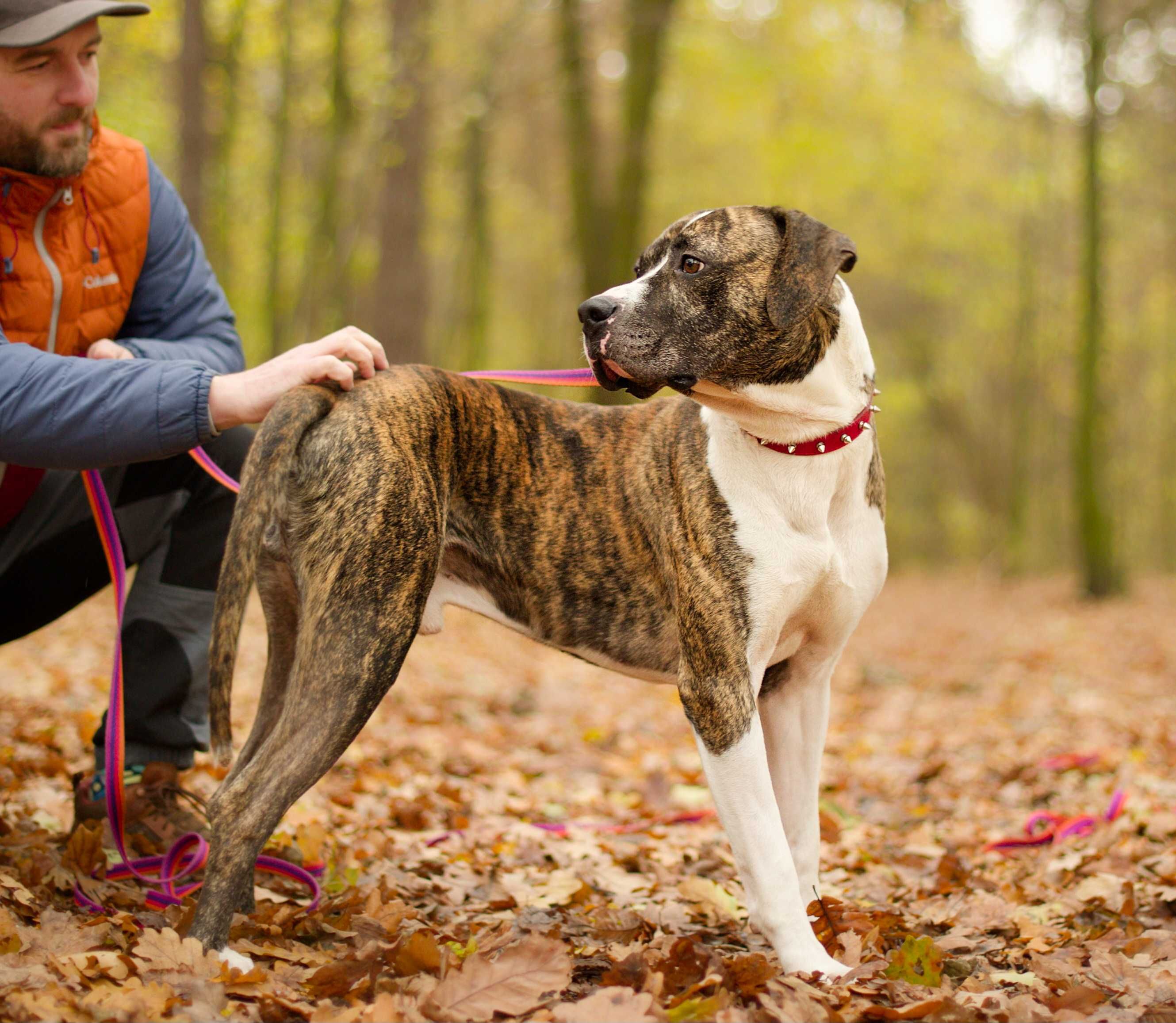 Hunter cudny psiak w typie rasy amstaff/dog