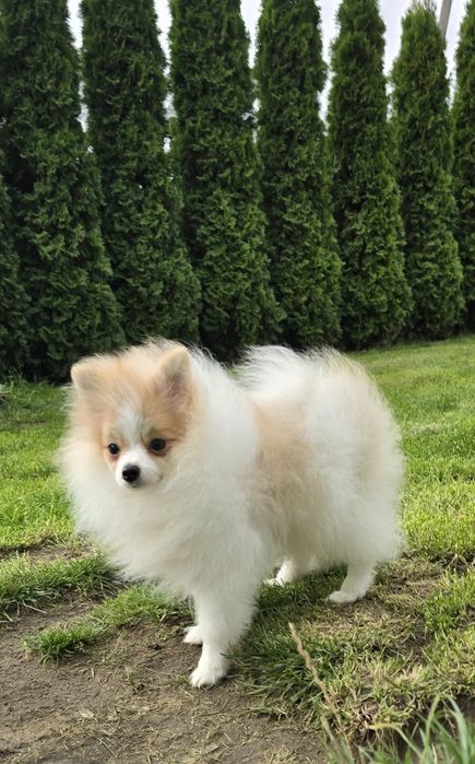 Szpic miniaturowy piesek biało rudy