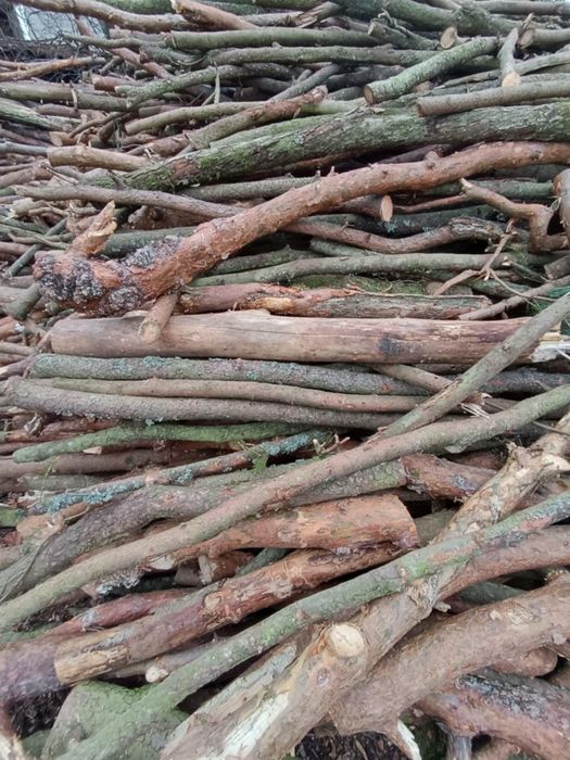 Drzewo opałowe świeże sosna