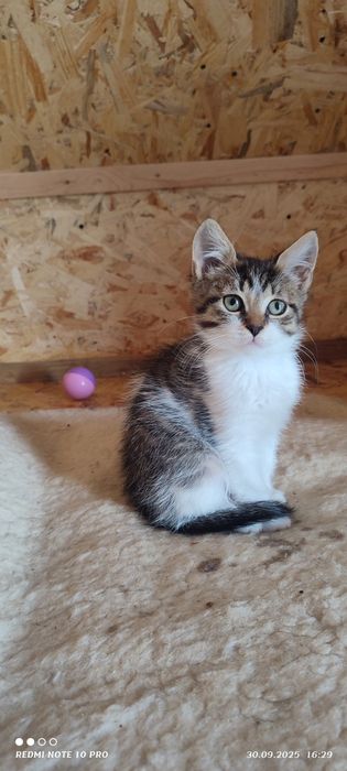 Віддамо у добрі руки кошеняток хлопчика і дівчинку