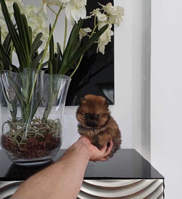 Spitz Anão e/  ou Lulu da Pomerânia  FEMEA TEA CUP   com LOP e AFIXO