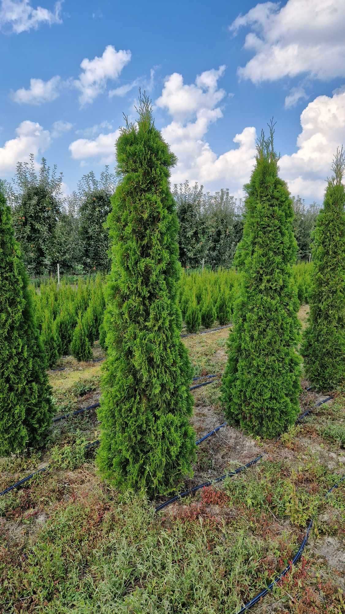 Tuja Szmaragd, Thuja Smaragd 220 cm i wyższe SUPER JAKOŚĆ, PRODUCENT