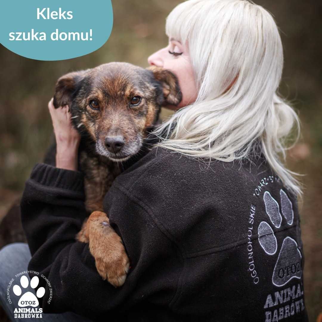 Kleks szuka domu!