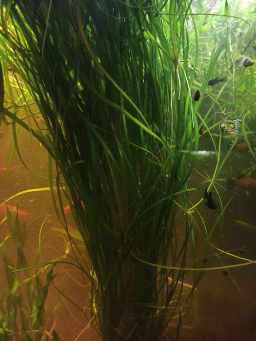 Тихий компресор для акваріуму