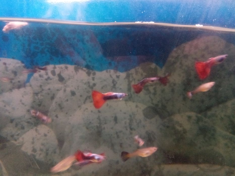 Молодые анциструс супер ред.гуппии красивые