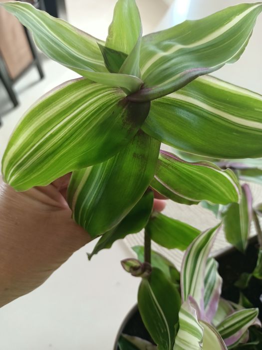 Trzykrotka kolekcjonerska Callisia variegata sosonuscensis Ogon smoka