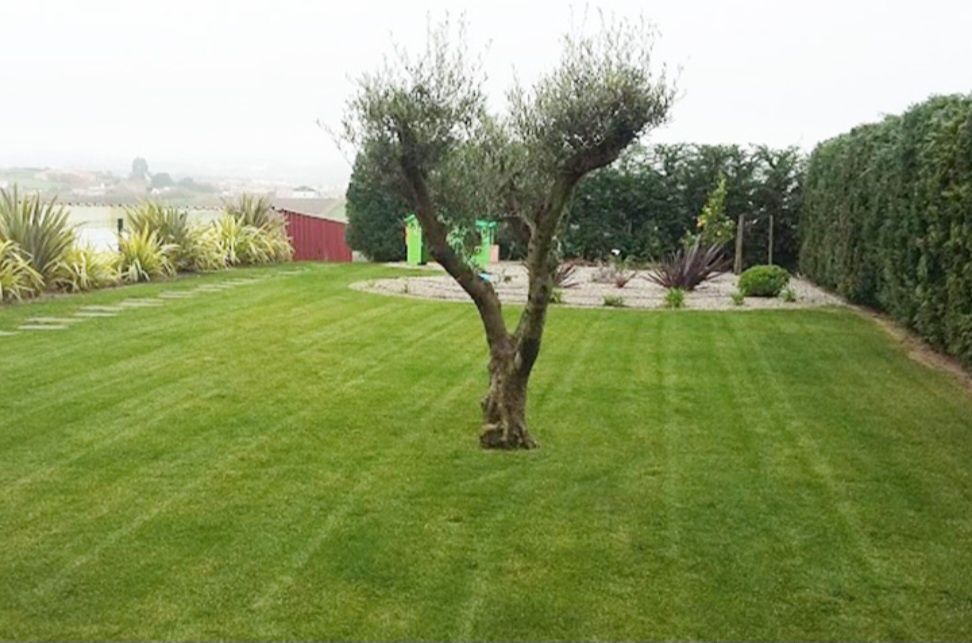 Corte de relva e manutenção de jardins