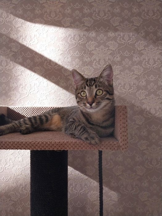 Котик-Хлопчик, 6 міс