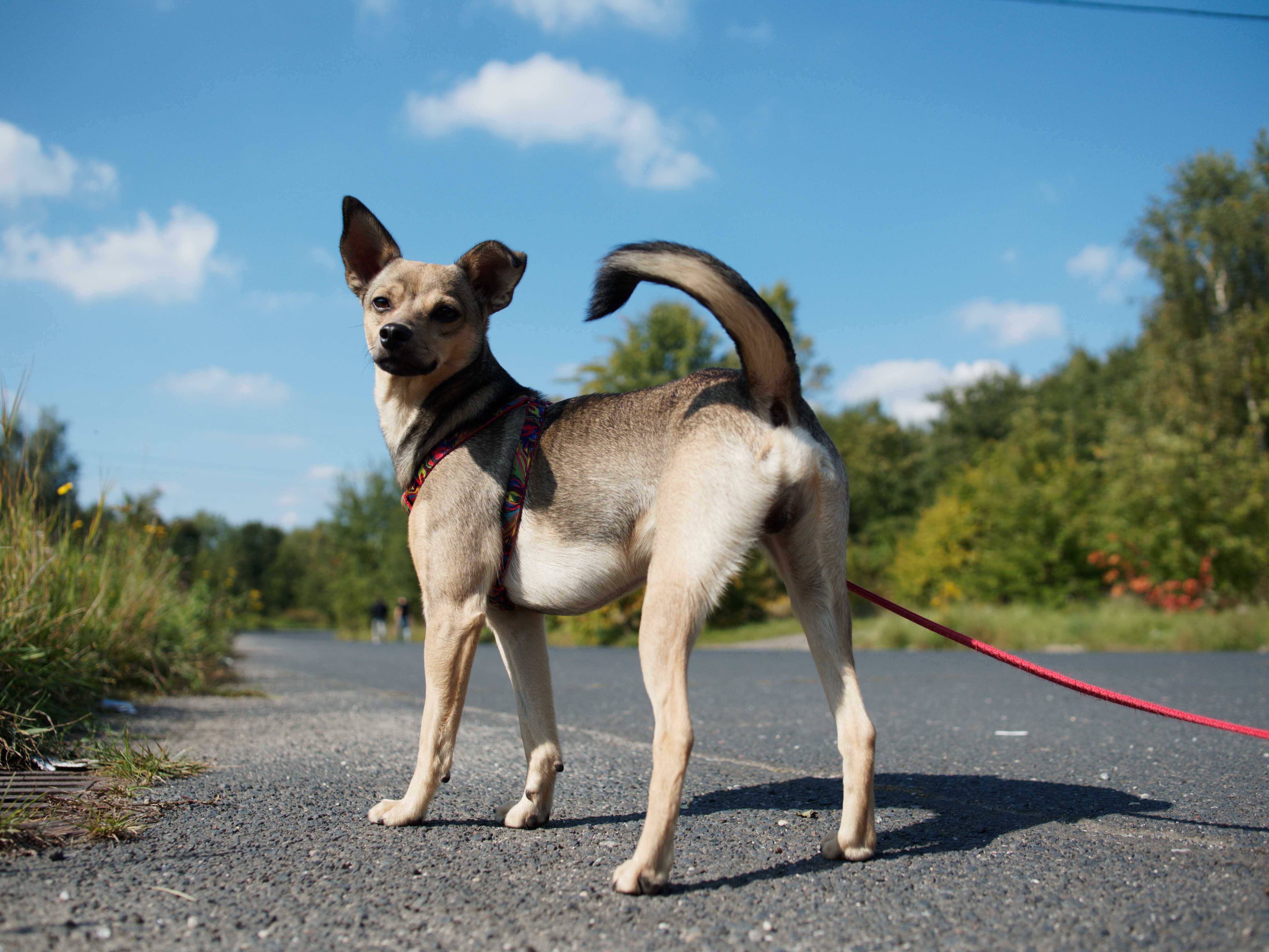 Młodziak 1,5roczny 8kg do adopcji piesek pies