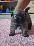 Calineczka unikatowe cudeńko shih tzu czeka na dom