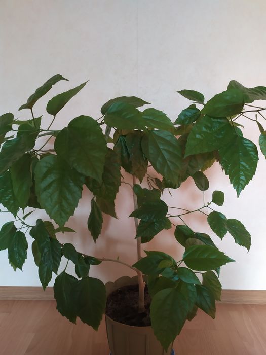 Кімнатна квітка Гібіскус махрова