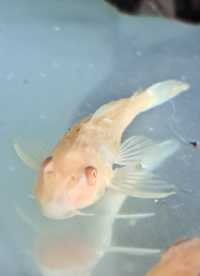 Rybka akwariowa *Glonojad Albinos*