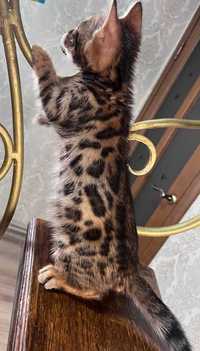 Бенгальські кошенята - справжні леопардики