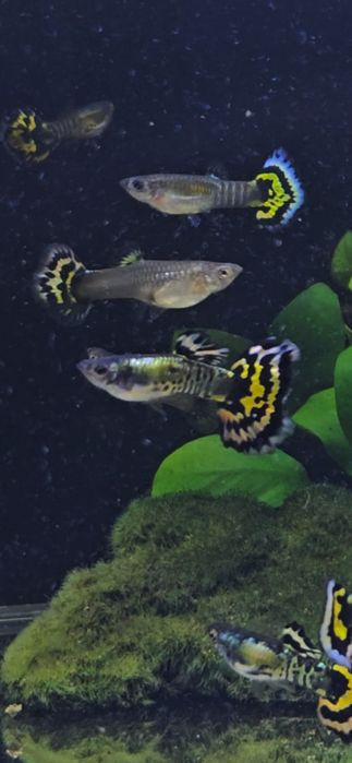 Gupik Yellow Tiger Mosaic